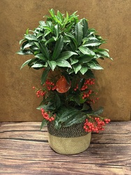 6" ARDISIA BERRY PLANT from Redwood Florist in New Brunswick, NJ