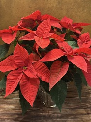 7.5" RED OR WHITE POINSETTIA  from Redwood Florist in New Brunswick, NJ