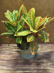 6" CROTON  from Redwood Florist in New Brunswick, NJ