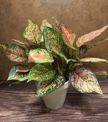 6" PINK AGLAONEMA  from Redwood Florist in New Brunswick, NJ