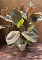 6" RUBBER PLANT WITH CERAMIC POT from Redwood Florist in New Brunswick, NJ