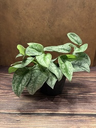 6" SATIN SILVER POTHOS from Redwood Florist in New Brunswick, NJ